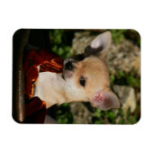 Chihuahua Puppies Magneet (Horizontaal)