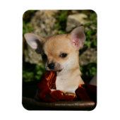 Chihuahua Puppies Magneet (Verticaal)