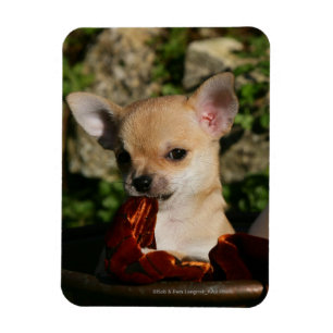 Chihuahua Puppies Magneet