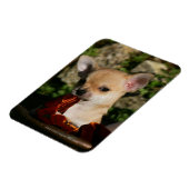 Chihuahua Puppies Magneet (Linkerzijde)