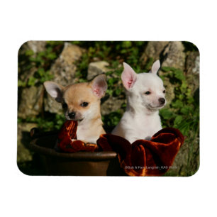 Chihuahua Puppies Magneet