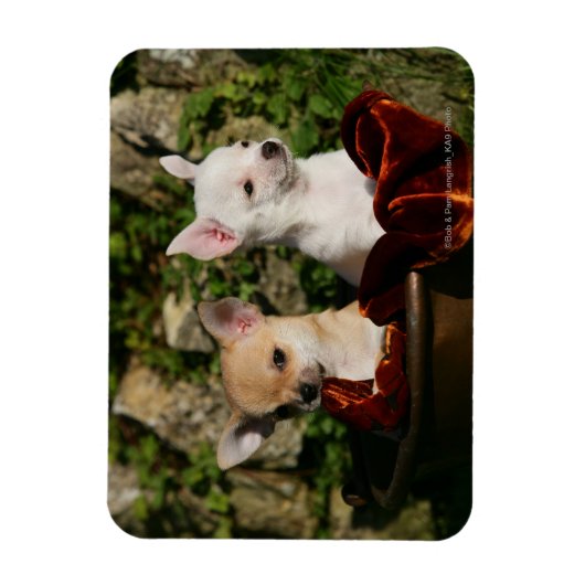 Chihuahua Puppies Magneet (Verticaal)
