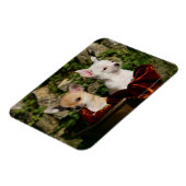 Chihuahua Puppies Magneet (Linkerzijde)