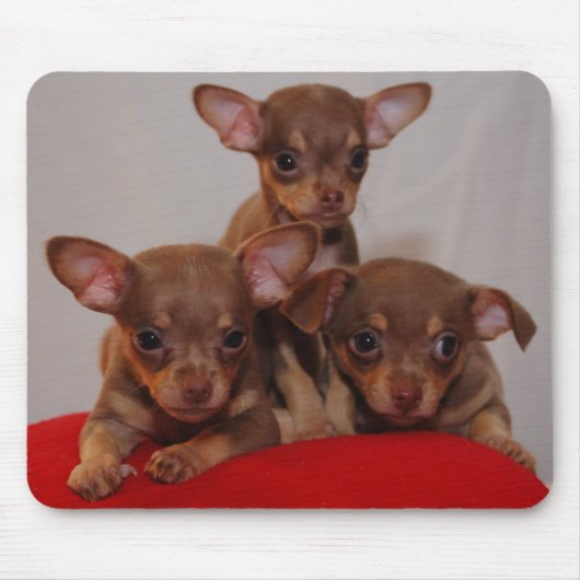 Chihuahua puppies muismat (Voorkant)