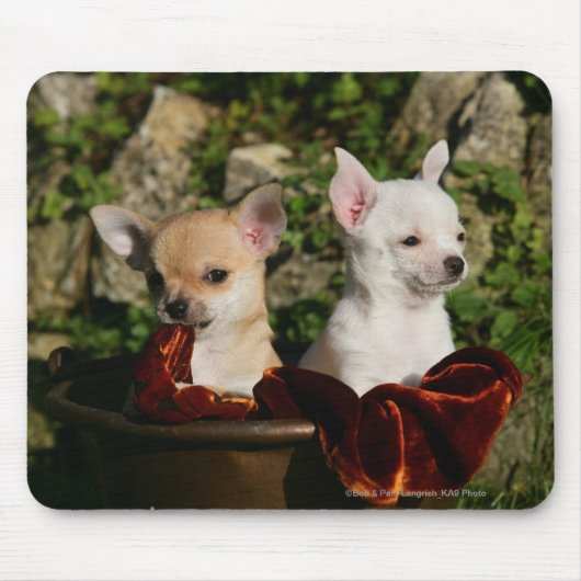 Chihuahua Puppies Muismat (Voorkant)