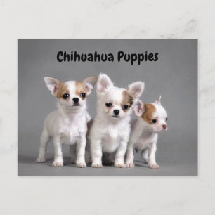 Chihuahua Puppies Posing for Foto Briefkaart