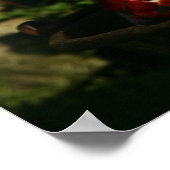 Chihuahua Puppies Poster (Hoek)