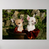 Chihuahua Puppies Poster (Voorkant)
