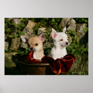Chihuahua Puppies Poster
