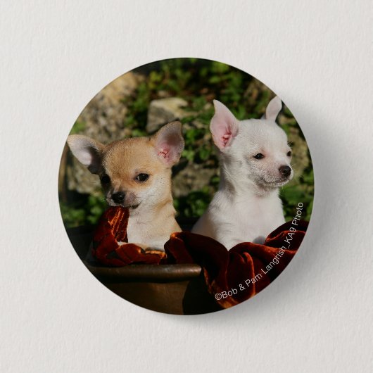 Chihuahua Puppies Ronde Button 5,7 Cm (Voorkant)