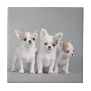 Chihuahua puppies tegeltje