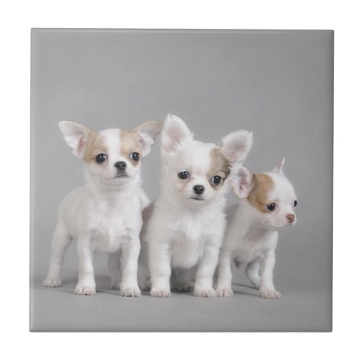 Chihuahua puppies tegeltje (Voorkant)