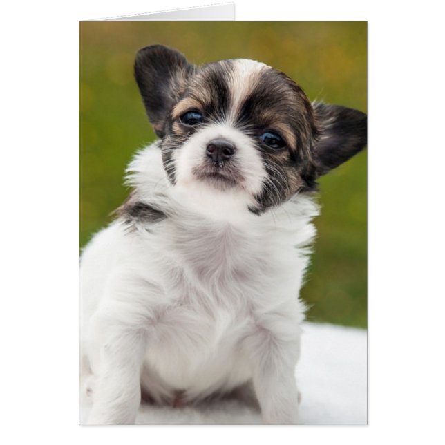 Chihuahua Puppy (Voorkant)