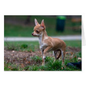 Chihuahua Puppy (Voorkant Horizontaal)