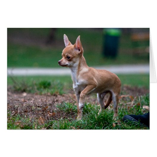 Chihuahua Puppy (Voorkant Horizontaal)