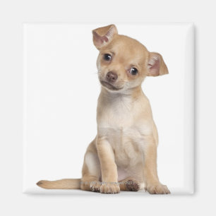 Chihuahua puppy (2 maanden oud) magneet