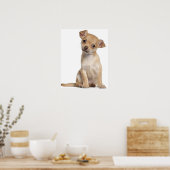 Chihuahua puppy (2 maanden oud) poster (Keuken)