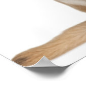 Chihuahua puppy (2 maanden oud) poster (Hoek)