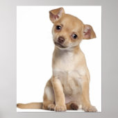 Chihuahua puppy (2 maanden oud) poster (Voorkant)
