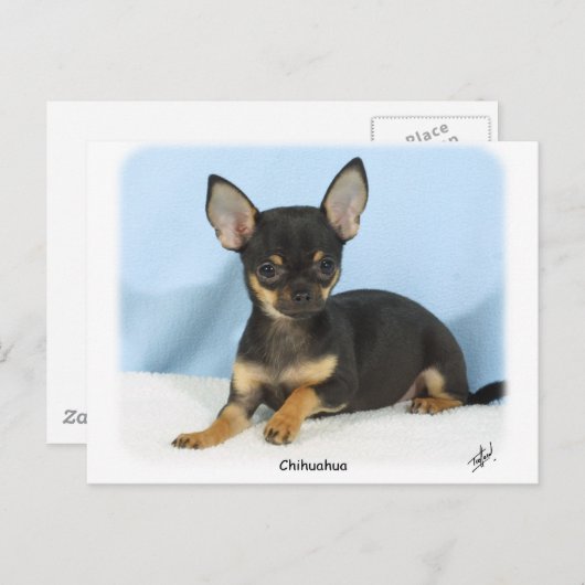 Chihuahua puppy 9W079D-027 Briefkaart (Voorkant / Achterkant)