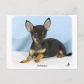 Chihuahua puppy 9W079D-027 Briefkaart (Voorkant)