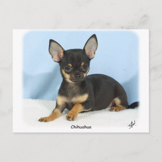 Chihuahua puppy 9W079D-027 Briefkaart (Voorkant)