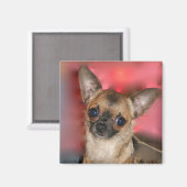 Chihuahua puppy blanco magneet (Voorkant / Achterkant)