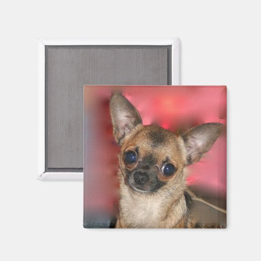 Chihuahua puppy blanco magneet (Voorkant / Achterkant)