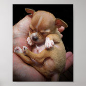 Chihuahua Puppy Blessing Poster (Voorkant)