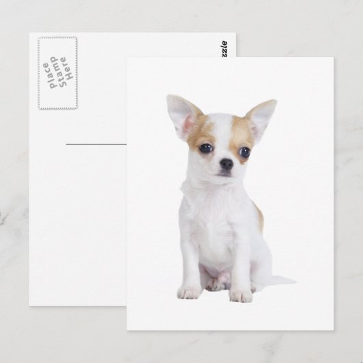Chihuahua puppy briefkaart (Voorkant / Achterkant)