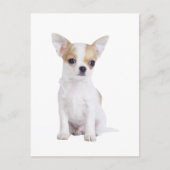 Chihuahua puppy briefkaart (Voorkant)