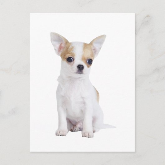 Chihuahua puppy briefkaart (Voorkant)