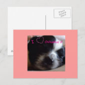 Chihuahua Puppy Briefkaart (Voorkant / Achterkant)