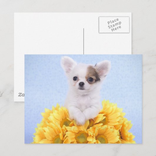 Chihuahua puppy briefkaart (Voorkant / Achterkant)