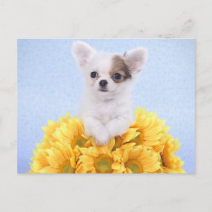 Chihuahua puppy briefkaart