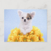 Chihuahua puppy briefkaart (Voorkant)