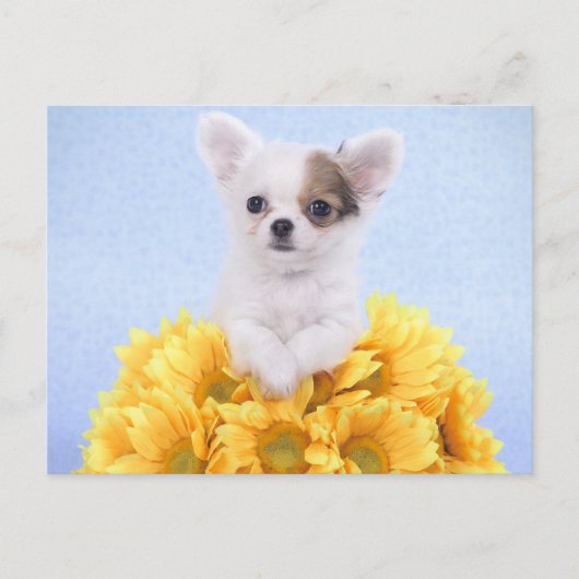 Chihuahua puppy briefkaart (Voorkant)