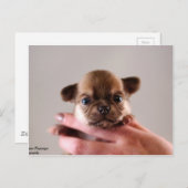 Chihuahua Puppy Briefkaart (Voorkant / Achterkant)