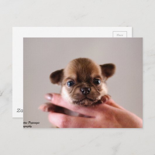 Chihuahua Puppy Briefkaart (Voorkant / Achterkant)