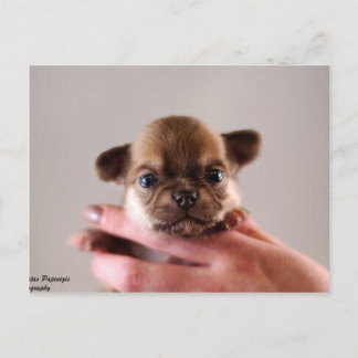 Chihuahua Puppy Briefkaart