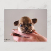 Chihuahua Puppy Briefkaart (Voorkant)
