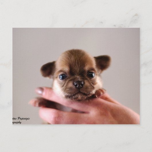 Chihuahua Puppy Briefkaart (Voorkant)