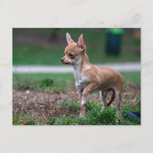 Chihuahua Puppy Briefkaart