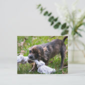 Chihuahua puppy briefkaart (Staand voorkant)