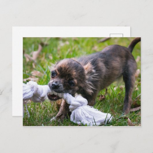 Chihuahua puppy briefkaart (Voorkant / Achterkant)