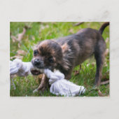 Chihuahua puppy briefkaart (Voorkant)