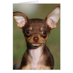 Chihuahua Puppy die naar camera kijkt