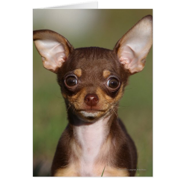 Chihuahua Puppy die naar camera kijkt (Voorkant)