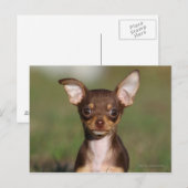 Chihuahua Puppy die naar camera kijkt Briefkaart (Voorkant / Achterkant)
