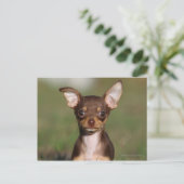 Chihuahua Puppy die naar camera kijkt Briefkaart (Staand voorkant)